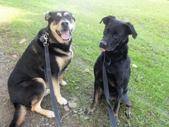 best-dog-walker-pittsburgh-dogs