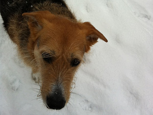buddy-best-pittsburgh-dog-walker